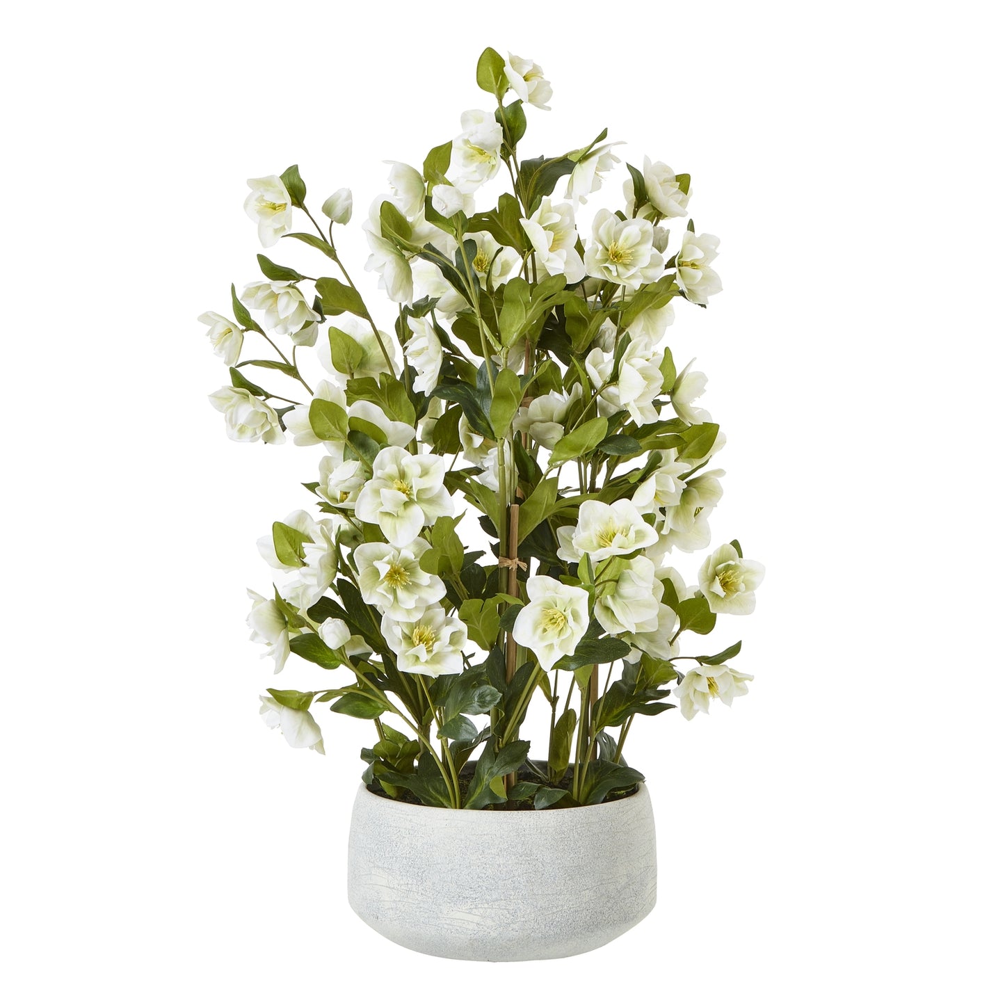 Large White Hellebore Plant In Grey Pot