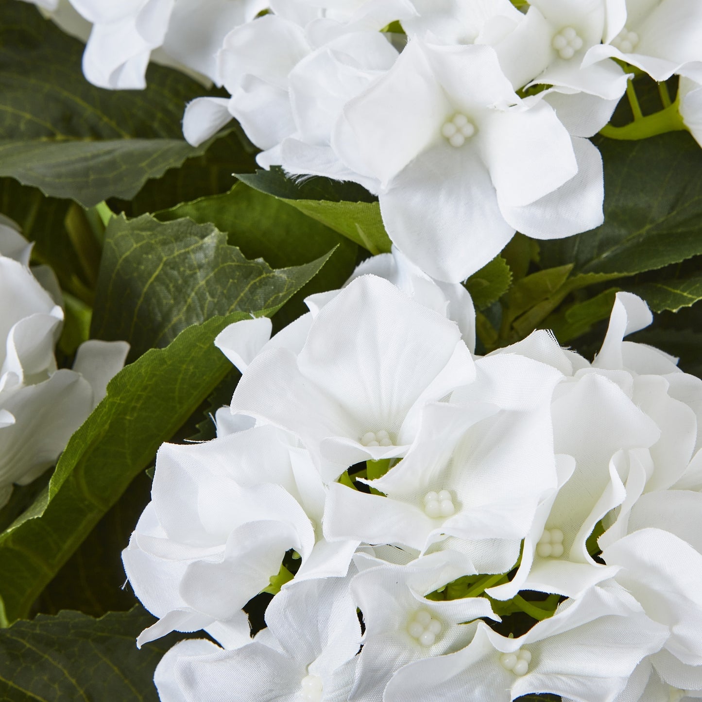 Large White Hydrangea Plant In White Pot