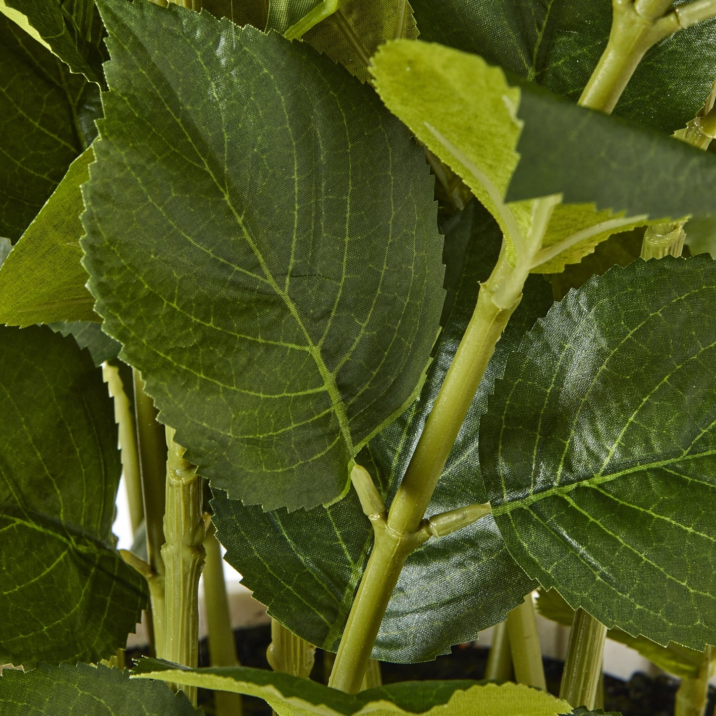 Large White Hydrangea Plant In White Pot