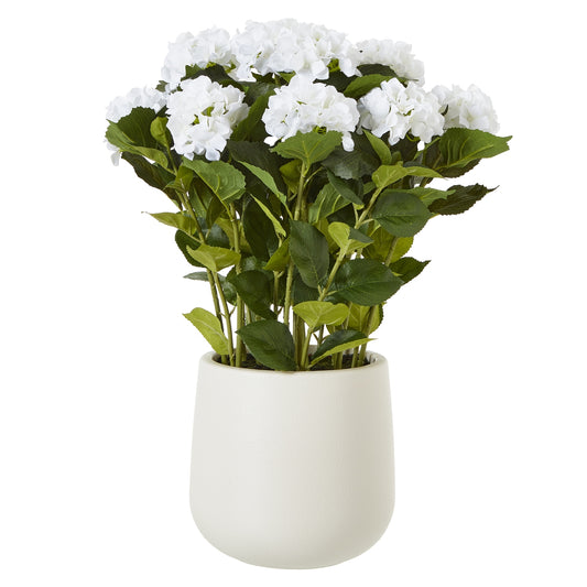 Large White Hydrangea Plant In White Pot