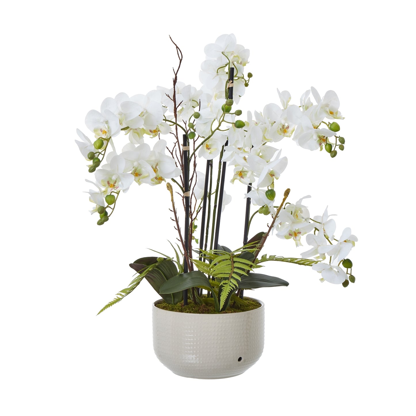 Large White Orchid in Ceramic Pot