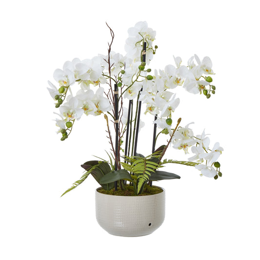 Large White Orchid in Ceramic Pot