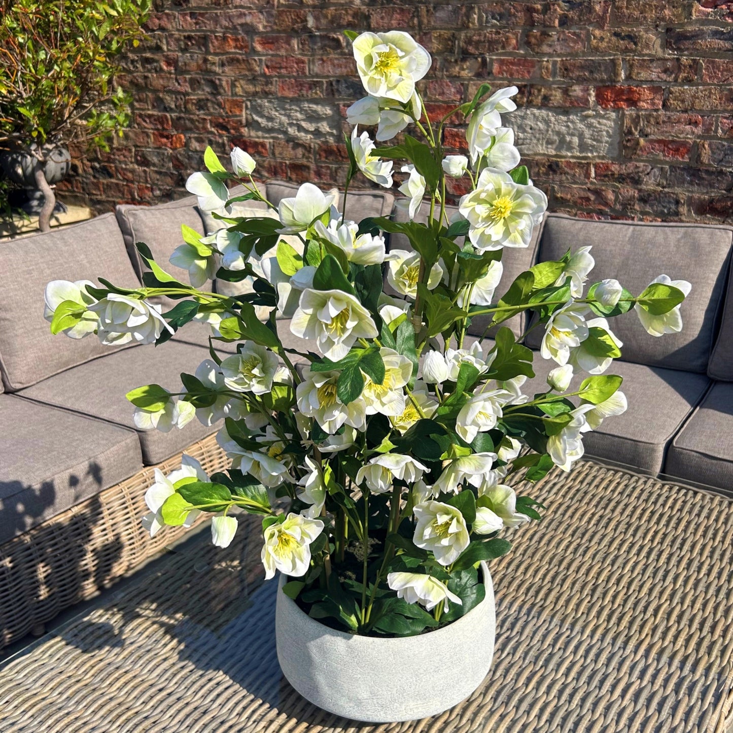 Large White Hellebore Plant In Grey Pot