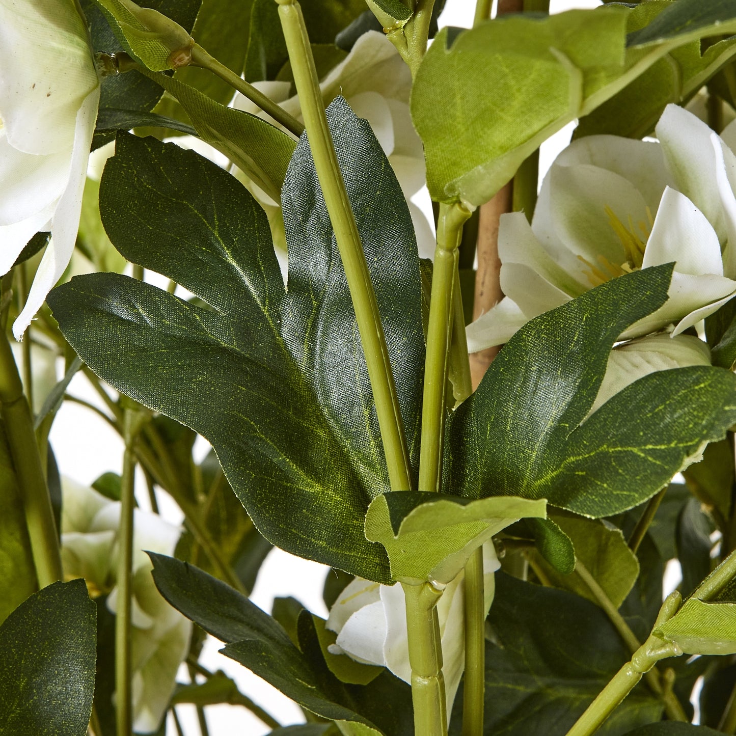 Large White Hellebore Plant In Grey Pot
