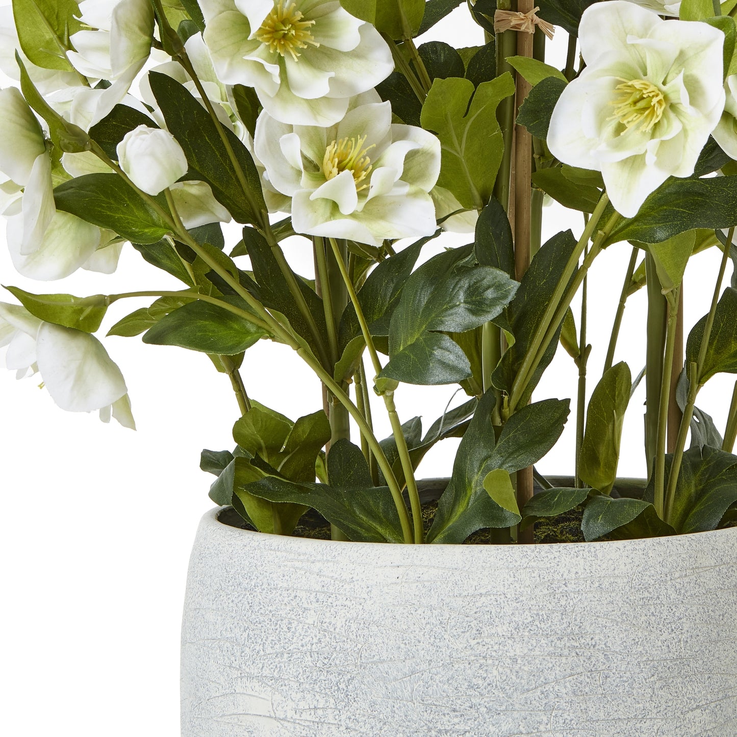 Large White Hellebore Plant In Grey Pot