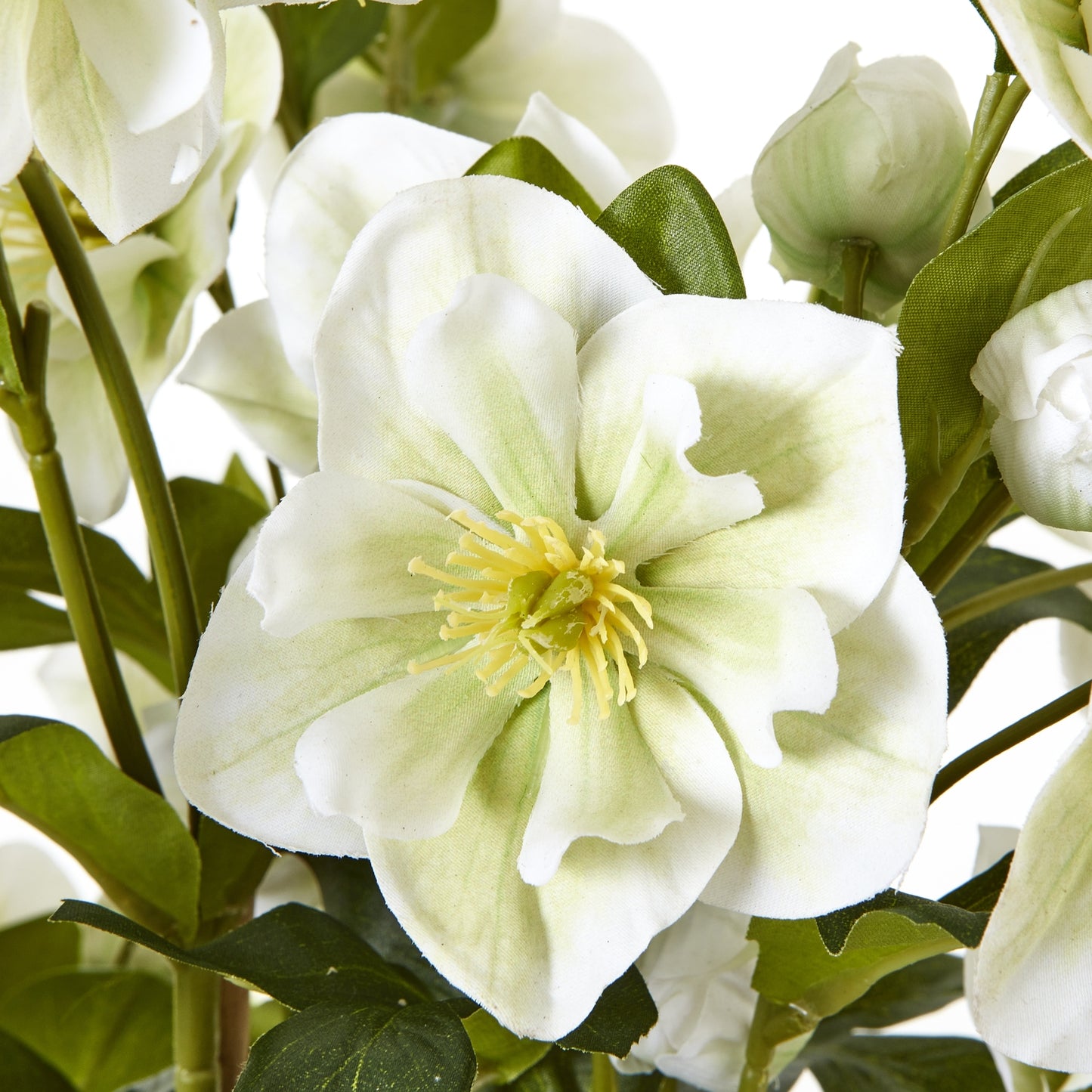 Large White Hellebore Plant In Grey Pot