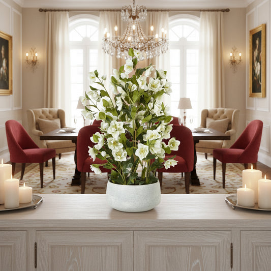 Large White Hellebore Plant In Grey Pot